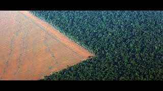 Science News - China intends to plant trees to create new forests the size of Ireland