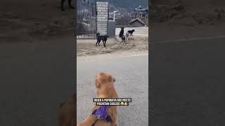 Ing Conversation With Team Puppies