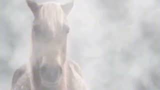 Лошадь Стоит В Тумане 1 Час