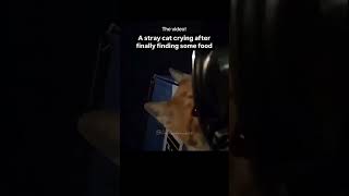 A Stray Cat Crying..its Not Just Video