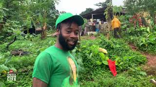 Original Up and Running Jamaica Good Life Farmers | JAMAICA GOOD LIFE 🇯🇲