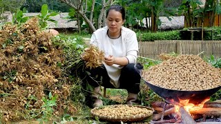 Unbelievable Peanut Harvest Pregnant Womans Hard Life On The Farm Ly Thi Ca