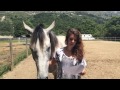 [TAG Présente nous ton cheval :) ]
