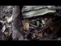 In Search Of Blue Coral Snake In Search Of Blue Coral Snake