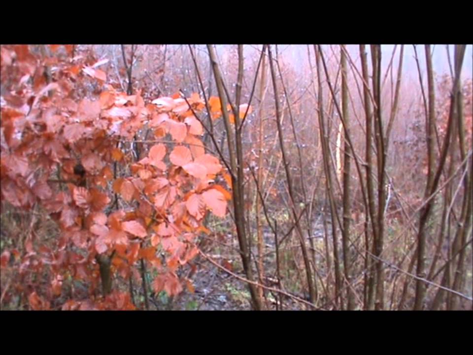chasse au gros gibier en ardennes triage d'harcy chasse au gros gibier en ardennes triage d'harcy