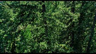 Trailer Leave no Trace
