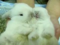 cuddly