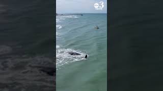 Sperm whale dies after beaching itself along Florida's Gulf Coast