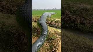 Anaconda Snake P2 #shorts #snake #python #snakes #nagin #anaconda #bigsnake #ana