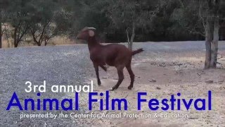 3rd annual Animal Film Festival