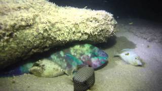 Night Diving at Waikiki pond. Fish sleeping video made with GoPro and LED diving lights Night Diving at Waikiki pond. Fish sleeping video made with GoPro and LED diving lights