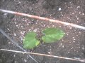 Progress of seeds to garden. Green bean, tomato, cucumber, snow peas, cantaloup and egg plant