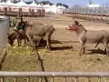asini a sardegna cavalli