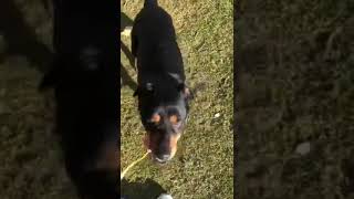 Meet Jeff A Terrier Patterdale Currently Available For Adoption 2292020 104452 Am