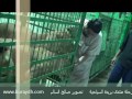 رحلة منتدى بريدة السياحية .. أبو جراح مع الحي
