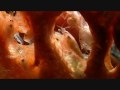 shrimps