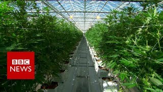 BBC News - Take a look inside the world's largest legal cannabis farm