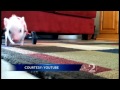 internet sensation