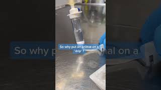 What Is A Catheter Or Cannula In Veterinary Medicine