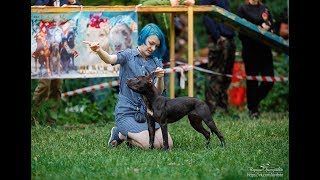 Pit4Life Good Girl Molly. Tom Garners Den Cup 2019.