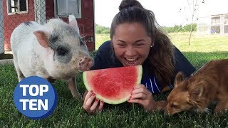 Top r/animals & r/aww Posts! | Daily Dose of Reddit | Cute & Funny Animal Wins, Fails, & Viral Clips