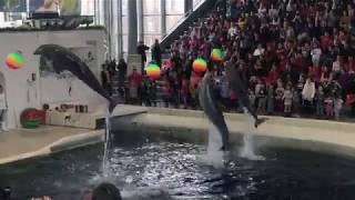 Dolphin show in Dolphinarium Varna