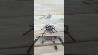 Amizade Entre Tarântula E Sapo