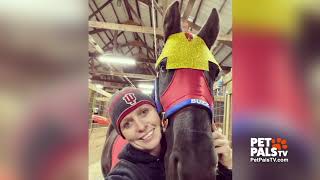 Buzz the police horse retires