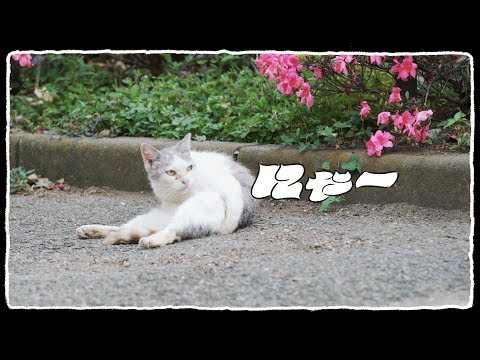 U-zhaan×環ROY×鎮座DOPENESS / にゃー feat.矢野顕子 (07月23日 13:30 / 195 users)
