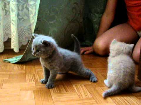 Котята до одного месяца. уход Котята до одного месяца. уход