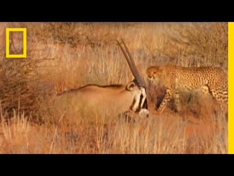 Cheetahs vs. Gemsbok