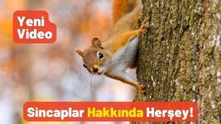 Sincaplar Hakkında Herşey - Pratik Bilgi Bankası