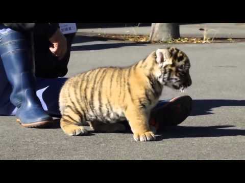Chú hổ nhỏ dễ thương (cute tiger)