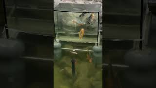 Fish Behind Glass / Рыба За Стеклом