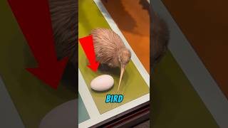 Why Does The Kiwi Bird Take This Risk?