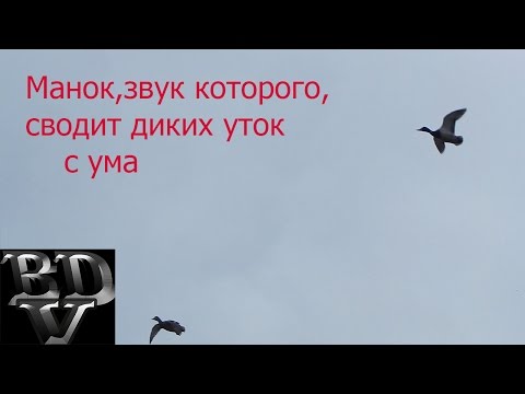 Скачать звуки уток и гусей