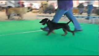 German Hunting Terrier - Kennel Shonski - Lady - Deutscher Jagdterrier