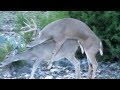 8 point Deer Mating in Texas
