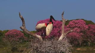JABIRU STORKS ON THE NEST