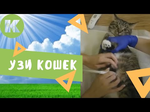 Как сделать кошке узи 650