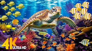 Ocean 4K - Sea Animals for Relaxation, Beautiful Coral Reef Fish in Aquarium (4K