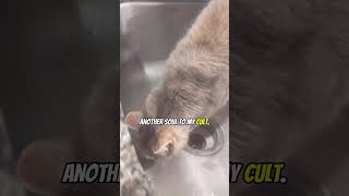 Sink Cult Cat Leader