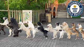 Most Dogs in a Conga Line - Guinness World Records