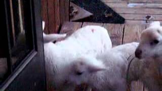 Watch Lamb Escape afraid Of No One video