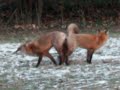2 RED FOXES STUCK TOGETHER NORTH JERSEY