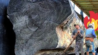 50 Yıllık Koma Olağanüstü Beyaz Tik Ağacı Sertağaç
