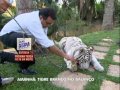Tigre