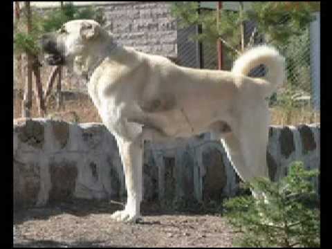 Strongest   World on Jackal Jackasses And Bears Kurdish Shepherd Dog Kangal From Sivas