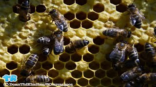 City Worker Stung by Swarm of Bees Hundreds of Times | Gift Of Life