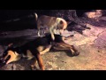 Accoppiamento tra cani omosessuali ahah